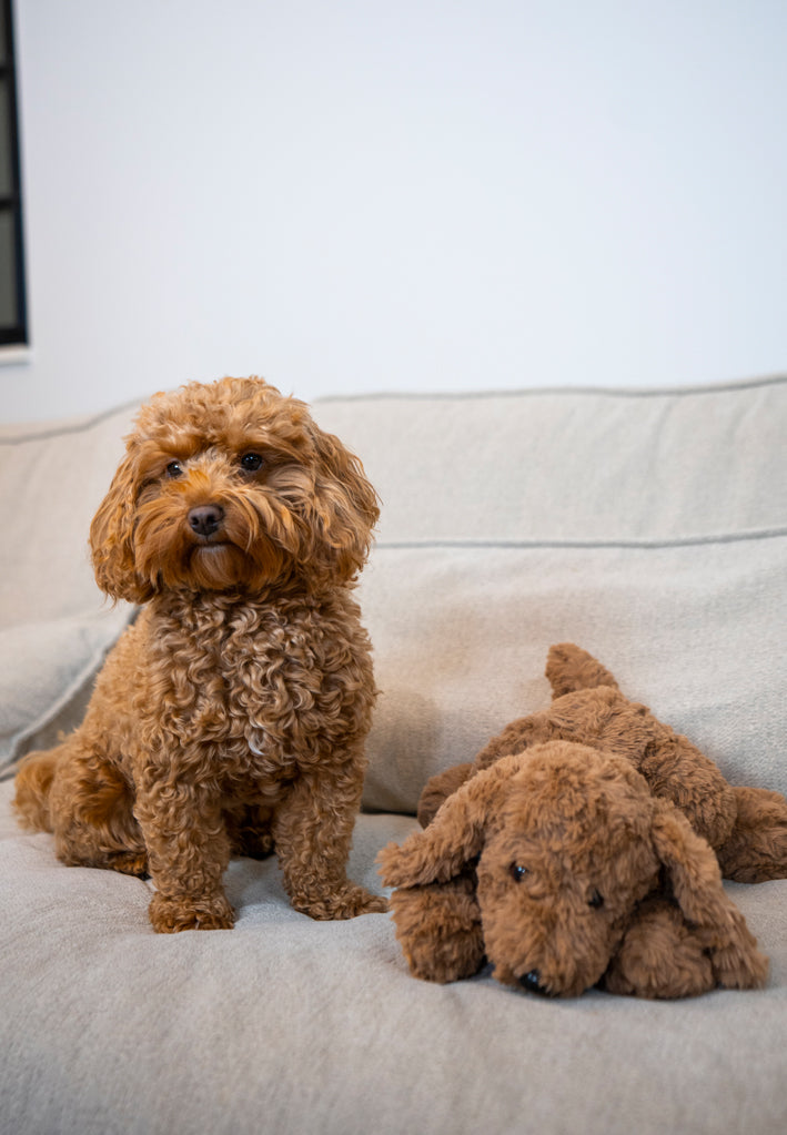 Jas & Mika Baloo Bamse Limited